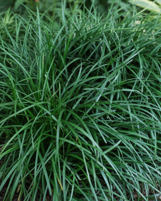 Liriope spicata (Creeping Lilyturf)