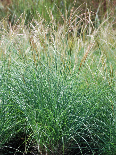 Miscanthus sinensis 'Adagio' (Adagio Grass)