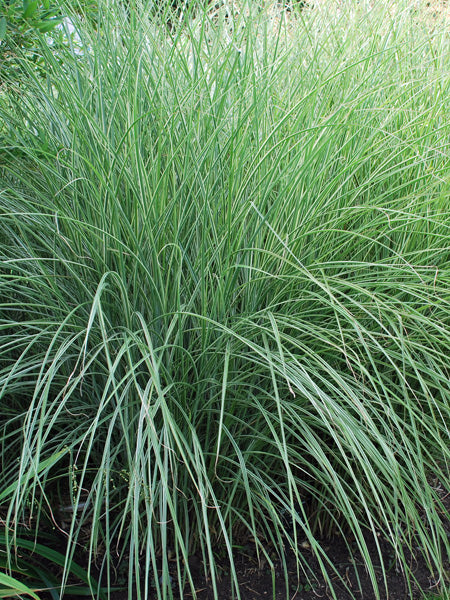 Miscanthus sinensis 'Morning Light' (Variegated Maiden Grass)