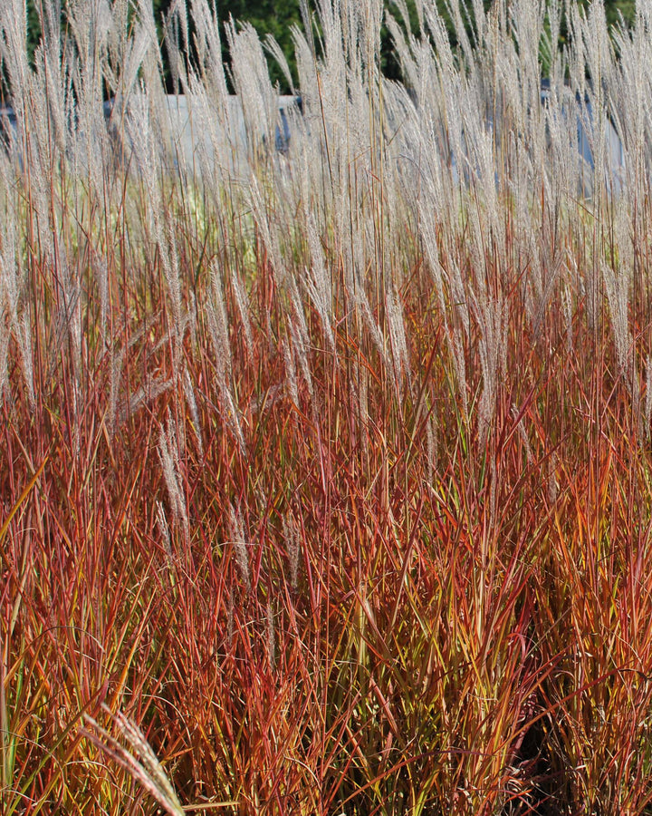 Miscanthus 'Purpurascens' (Red-Leaved Miscanthus)