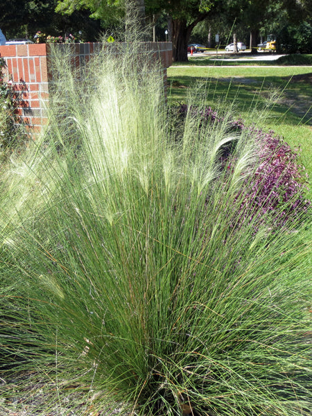 Muhlenbergia capillaris 'White Cloud' (Muhly Grass)