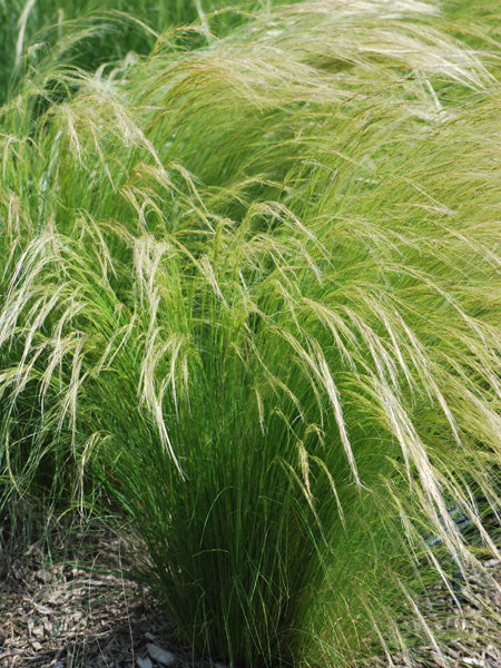Nassella tenuissima (Mexican Feather Grass)