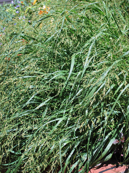 Panicum virgatum 'Cape Breeze' (Switchgrass)