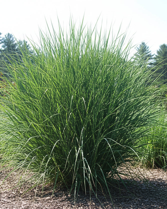 Panicum virgatum 'Cloud Nine' (Blue Switchgrass)