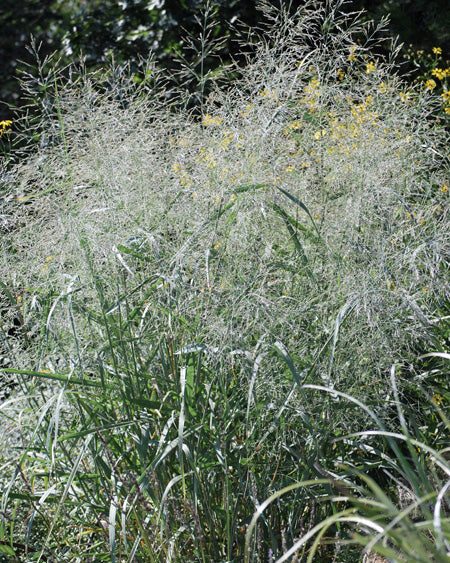 Panicum virgatum 'Heavy Metal' (Blue Switchgrass)