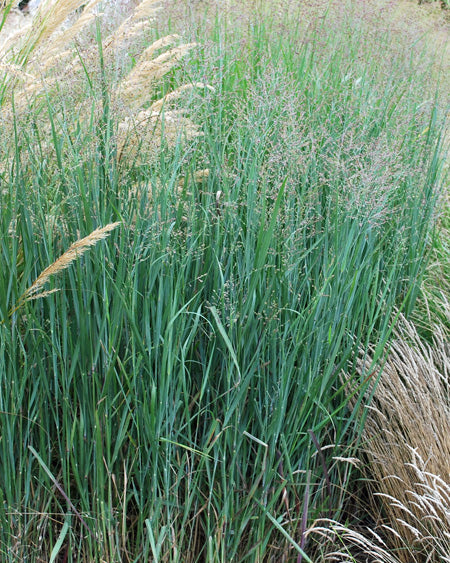 Panicum virgatum 'Heavy Metal' (Blue Switchgrass)