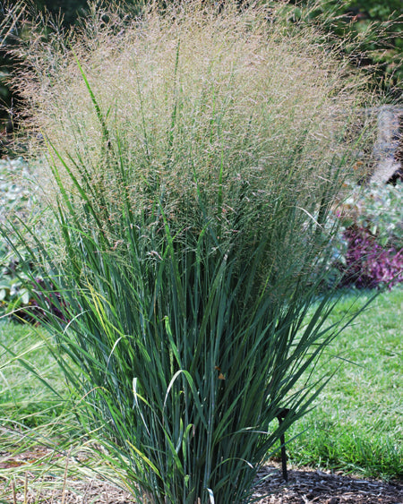 Panicum virgatum 'North Wind' (Blue Switchgrass)