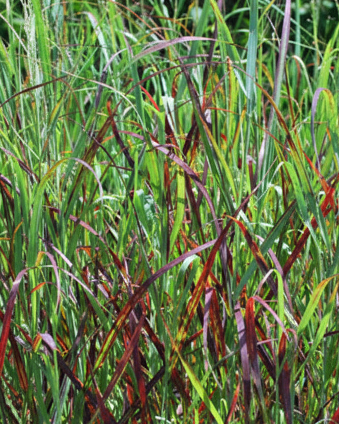 Panicum virgatum 'Rotstrahlbusch' (Red Switchgrass)