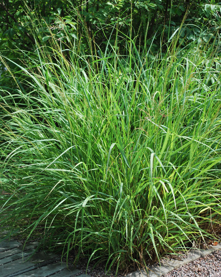 Panicum virgatum (Switchgrass)