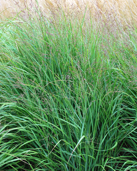 Panicum virgatum (Switchgrass)