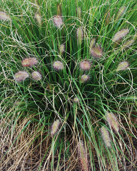 Pennisetum alopecuroides 'Cassian' (Cassian Fountain Grass)