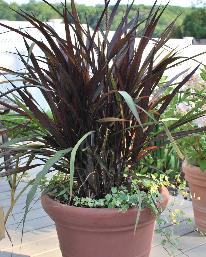 Pennisetum 'First Knight' (Fountain Grass)
