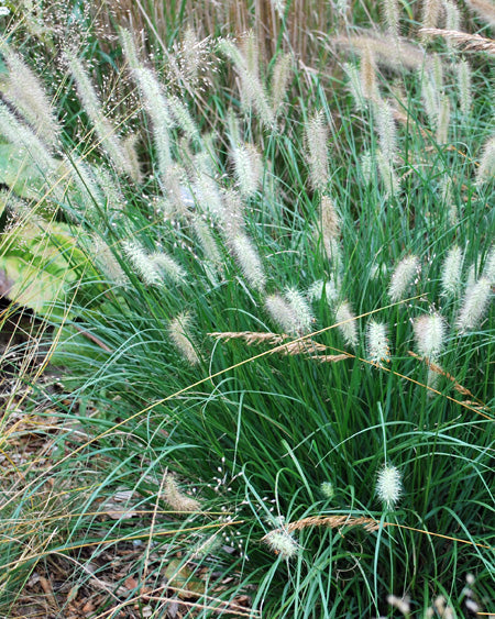 Pennisetum alopecuroides 'Hameln' (Dwarf Fountain Grass)