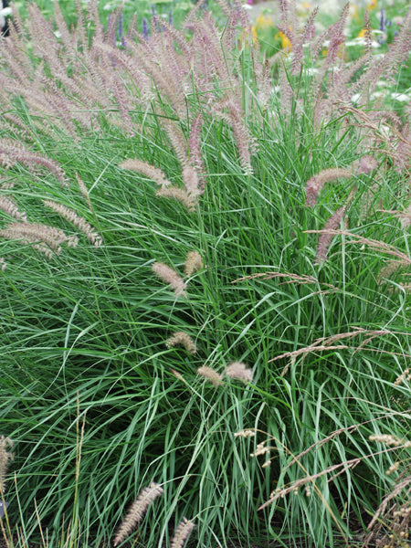 Pennisetum orientale 'Karley Rose' (Oriental Pink Fountain Grass)