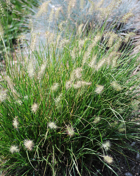 Pennisetum alopecuroides 'Little Bunny' (Fountain Grass)