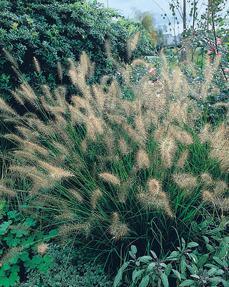 Pennisetum alopecuroides (Fountain Grass)