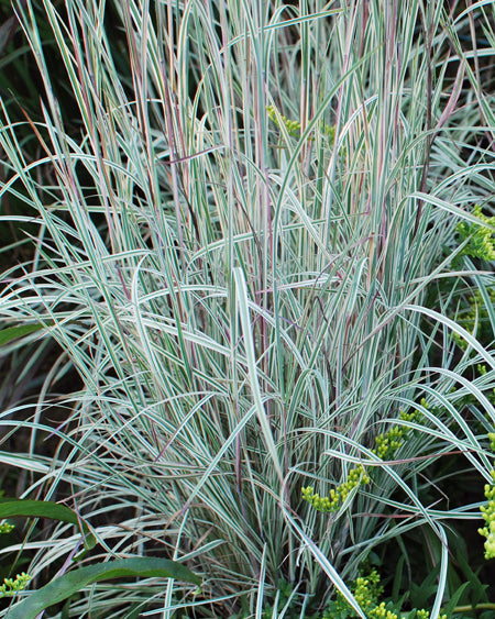 Schizachyrium s. 'Chameleon' (Little Bluestem)