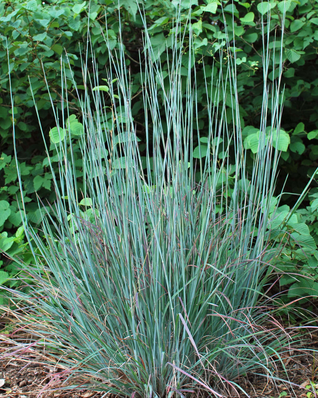 Schizachyrium s. 'Standing Ovation' (Little Bluestem)