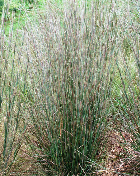 Schizachyrium s. 'Standing Ovation' (Little Bluestem)
