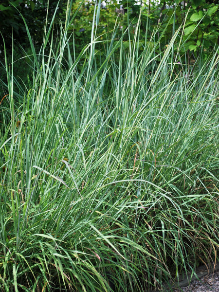 Sorghastrum nutans (Indian Grass)