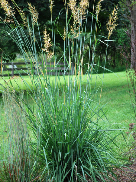 Sorghastrum nutans (Indian Grass)