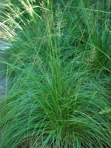 Sporobolus heterolepsis (Prairie Dropseed)