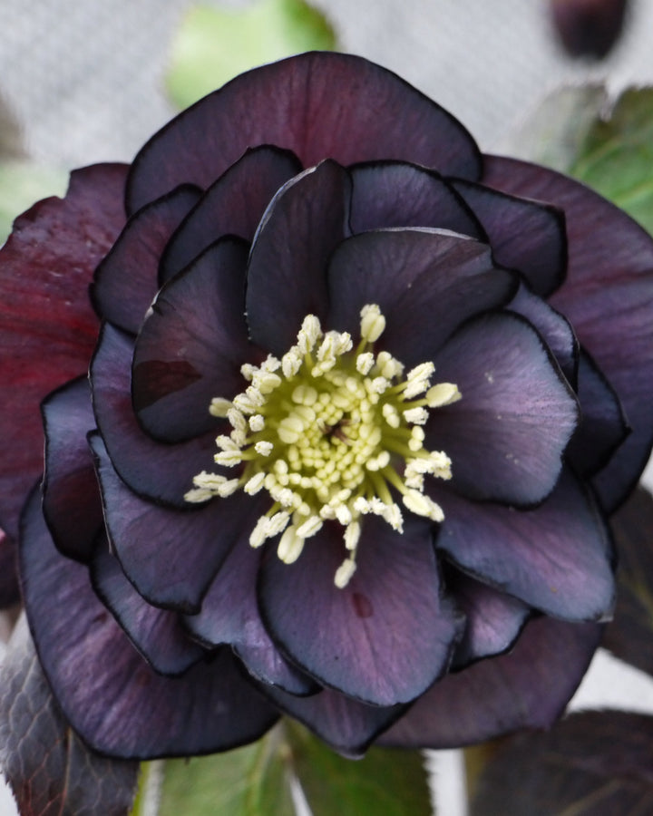 Helleborus W.J. Double Slate (Winter Jewels® Series Lenten Rose)