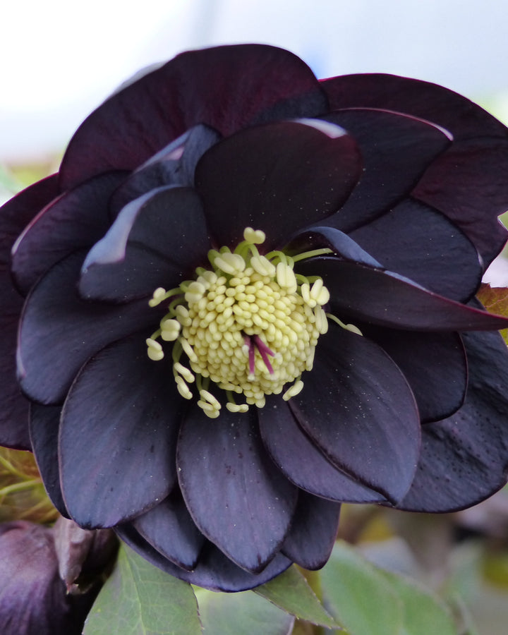 Helleborus W.J. Double Slate (Winter Jewels® Series Lenten Rose)