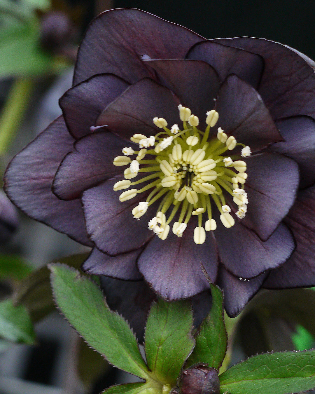 Helleborus W.J. Double Slate (Winter Jewels® Series Lenten Rose)