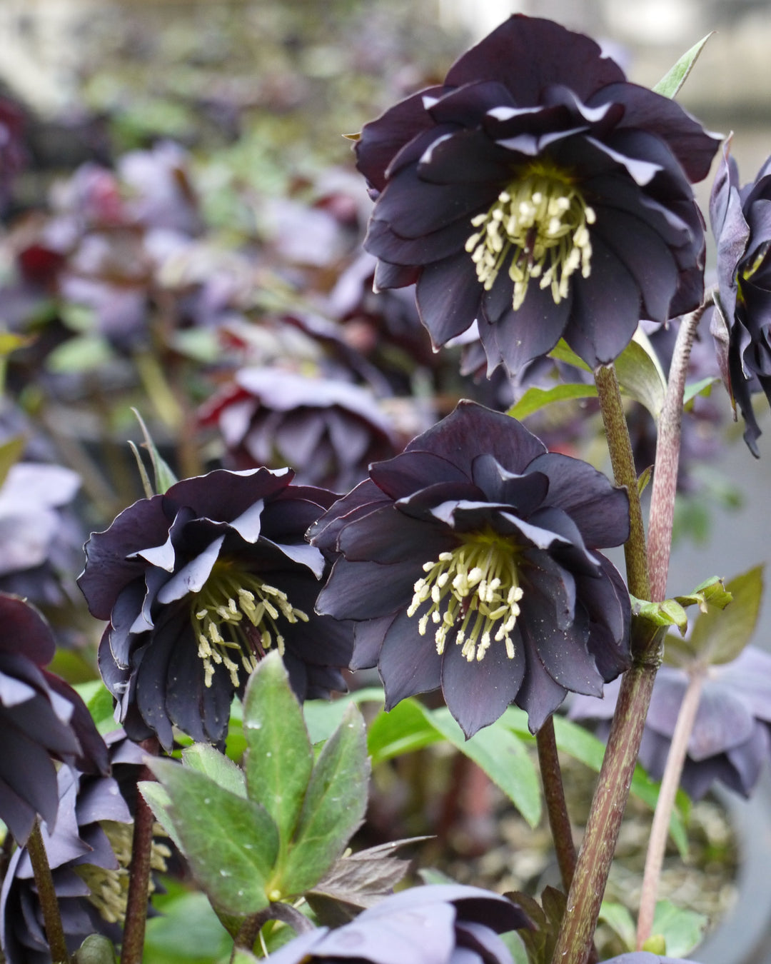 Helleborus W.J. Double Slate (Winter Jewels® Series Lenten Rose)