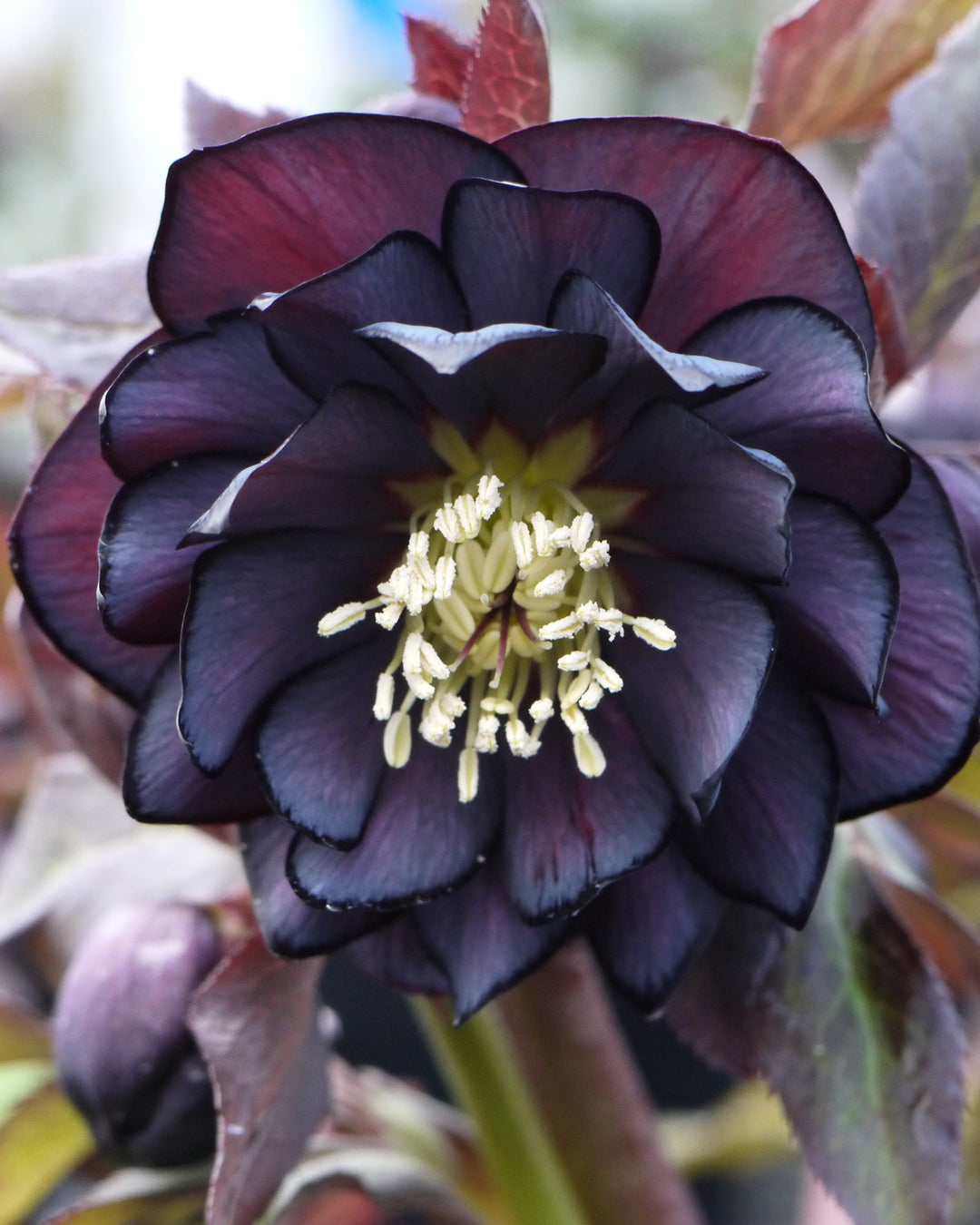 Helleborus W.J. Double Slate (Winter Jewels® Series Lenten Rose)