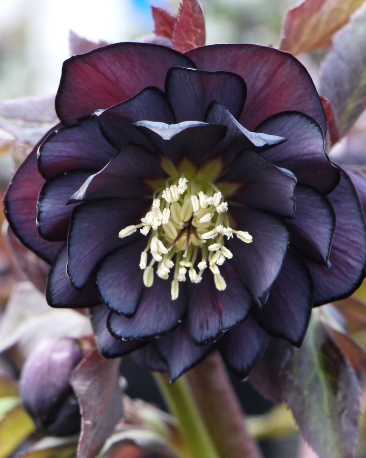 Helleborus W.J. Double Slate (Winter Jewels® Series Lenten Rose)