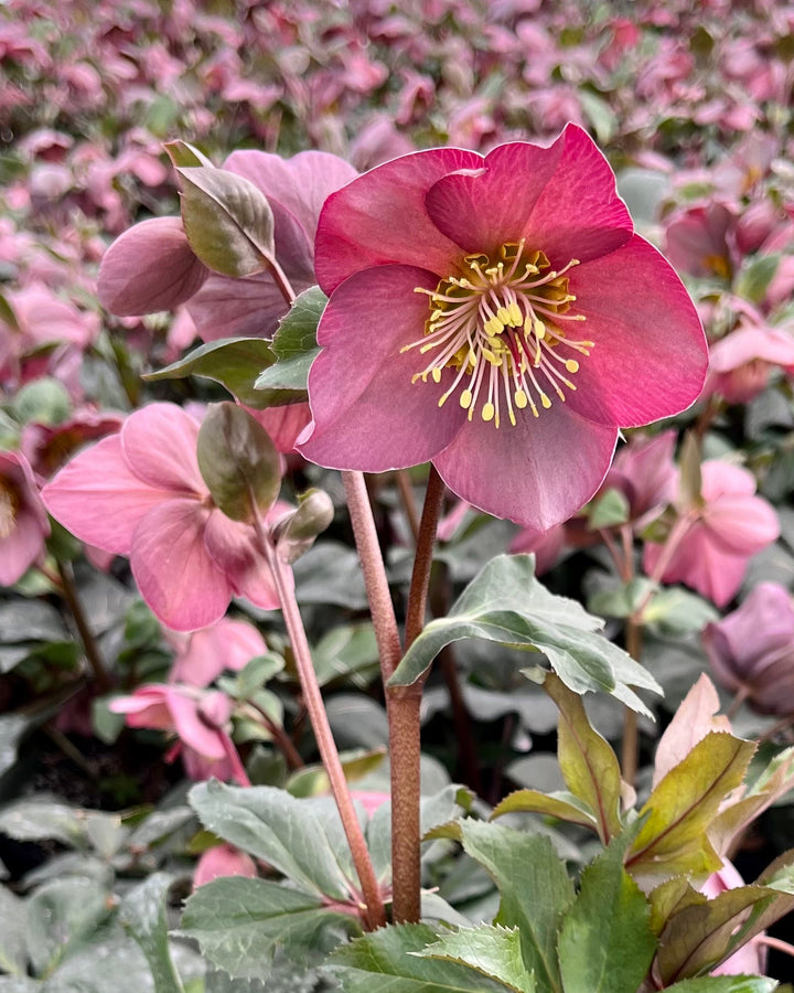 Helleborus HGC® Ice N' Roses® Rose (Helleborus Gold Collection® Lenten Rose)