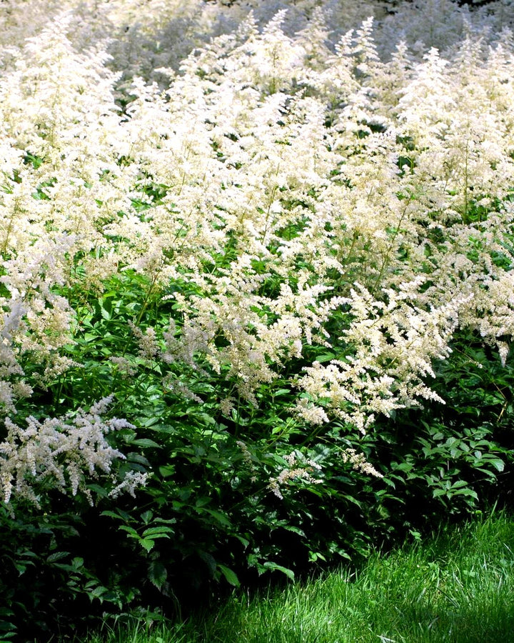 Astilbe arendsii 'Bridal Veil' (False Spirea)
