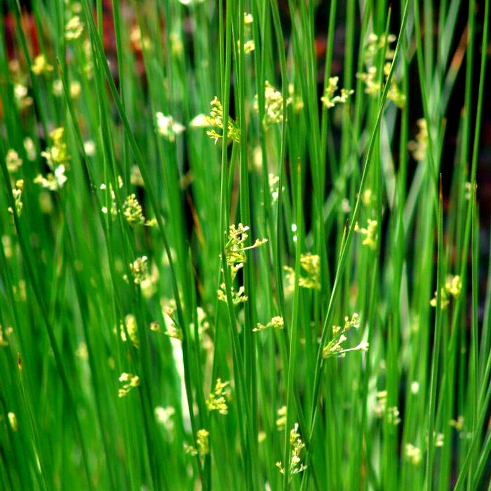 Solidago sempervirens (Seaside Goldenrod)