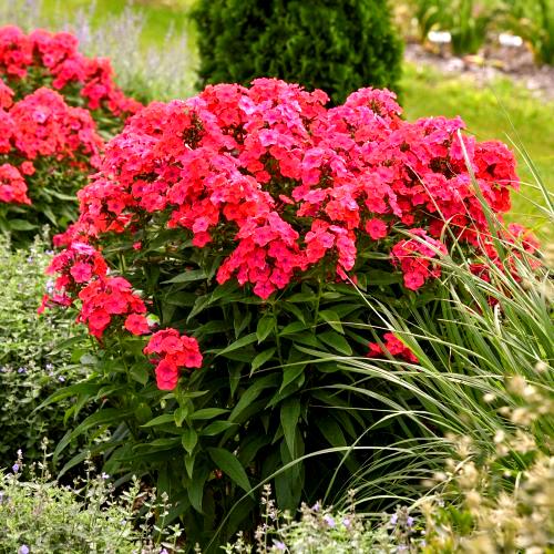 Phlox paniculata LUMINARY™ ‘Sunset Coral’ (Summer Phlox)