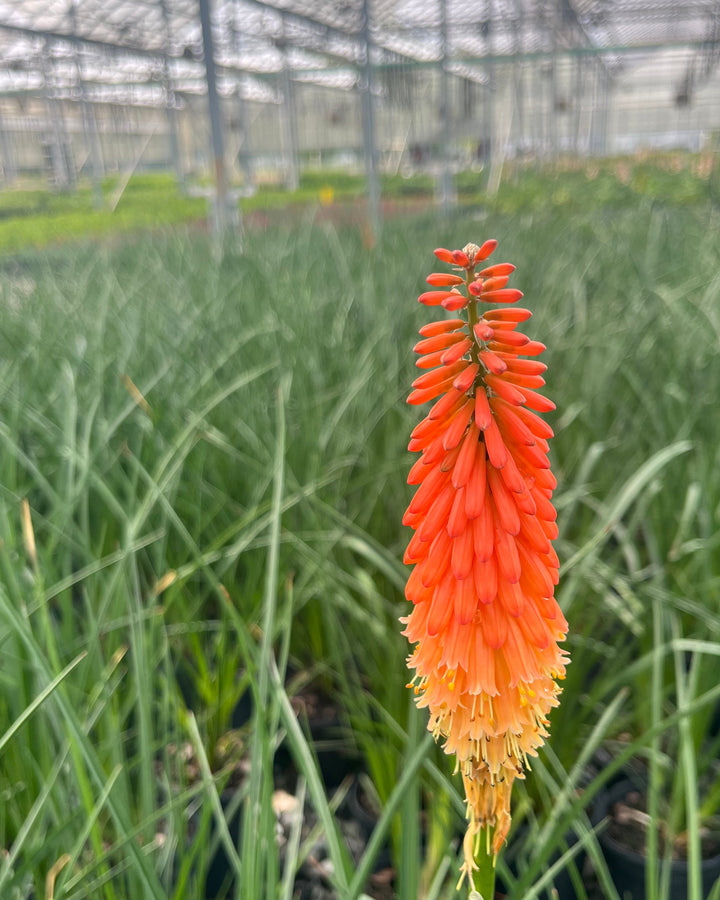 Kniphofia uvaria 'Flamenco' (Red Hot Poker)