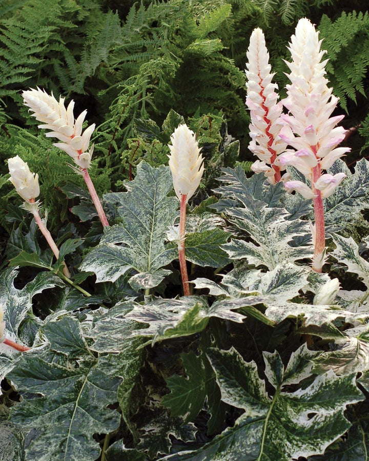 Acanthus x 'Whitewater' (Variegated Bear's Breeches)