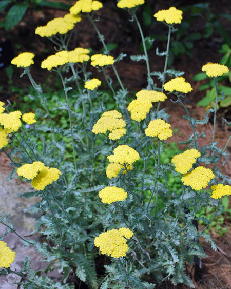 Achillea x 'Moonshine' (Yarrow)