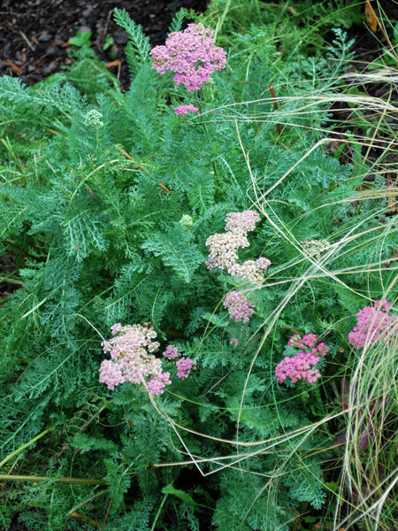 Achillea millefolium 'Oertel's Rose' (Yarrow)