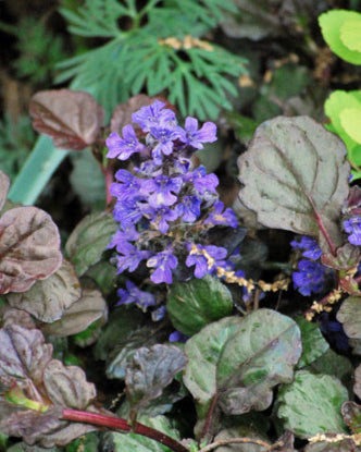 Ajuga reptans 'Bronze Beauty' (Bugle Weed)