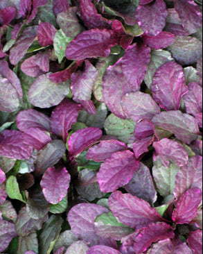 Ajuga reptans 'Burgundy Glow' (Bugle Weed)