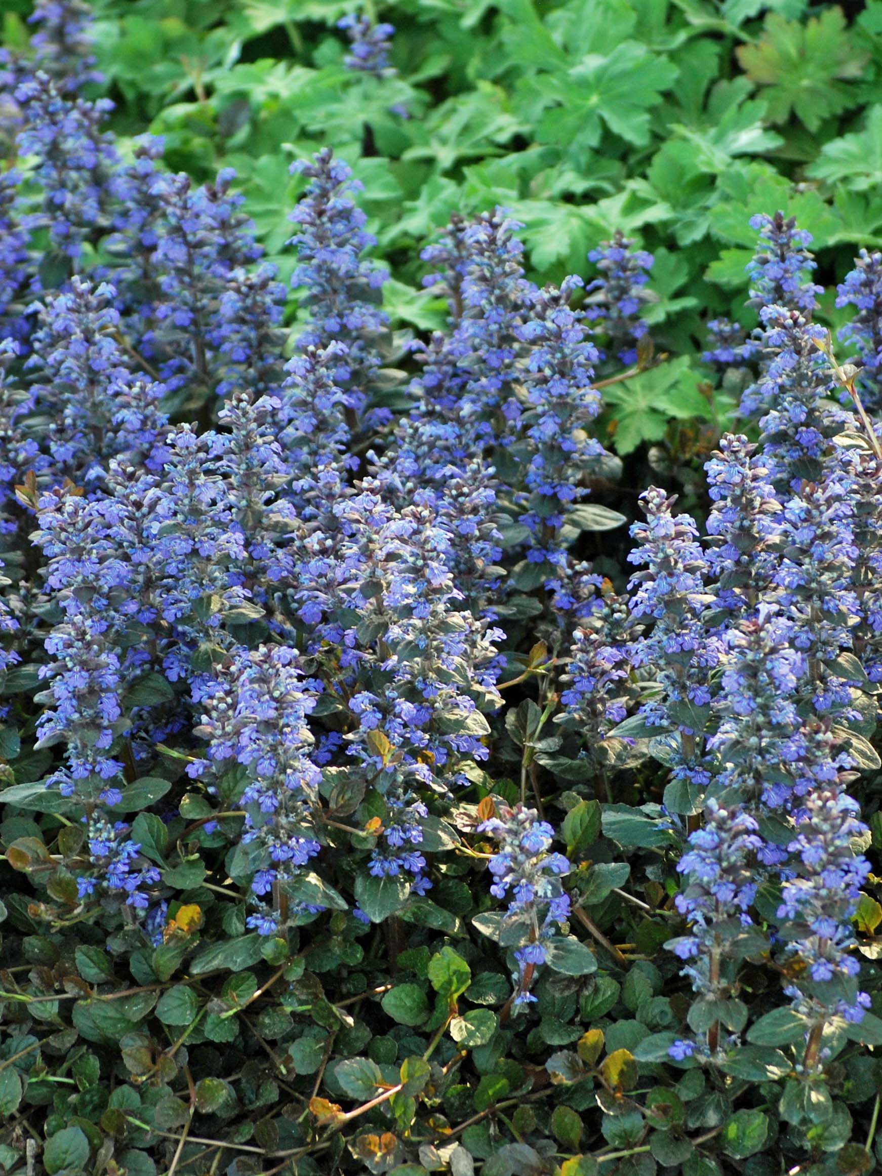 Ajuga reptans 'Chocolate Chip' (Dwarf Bugle Weed) – Perennial Farm