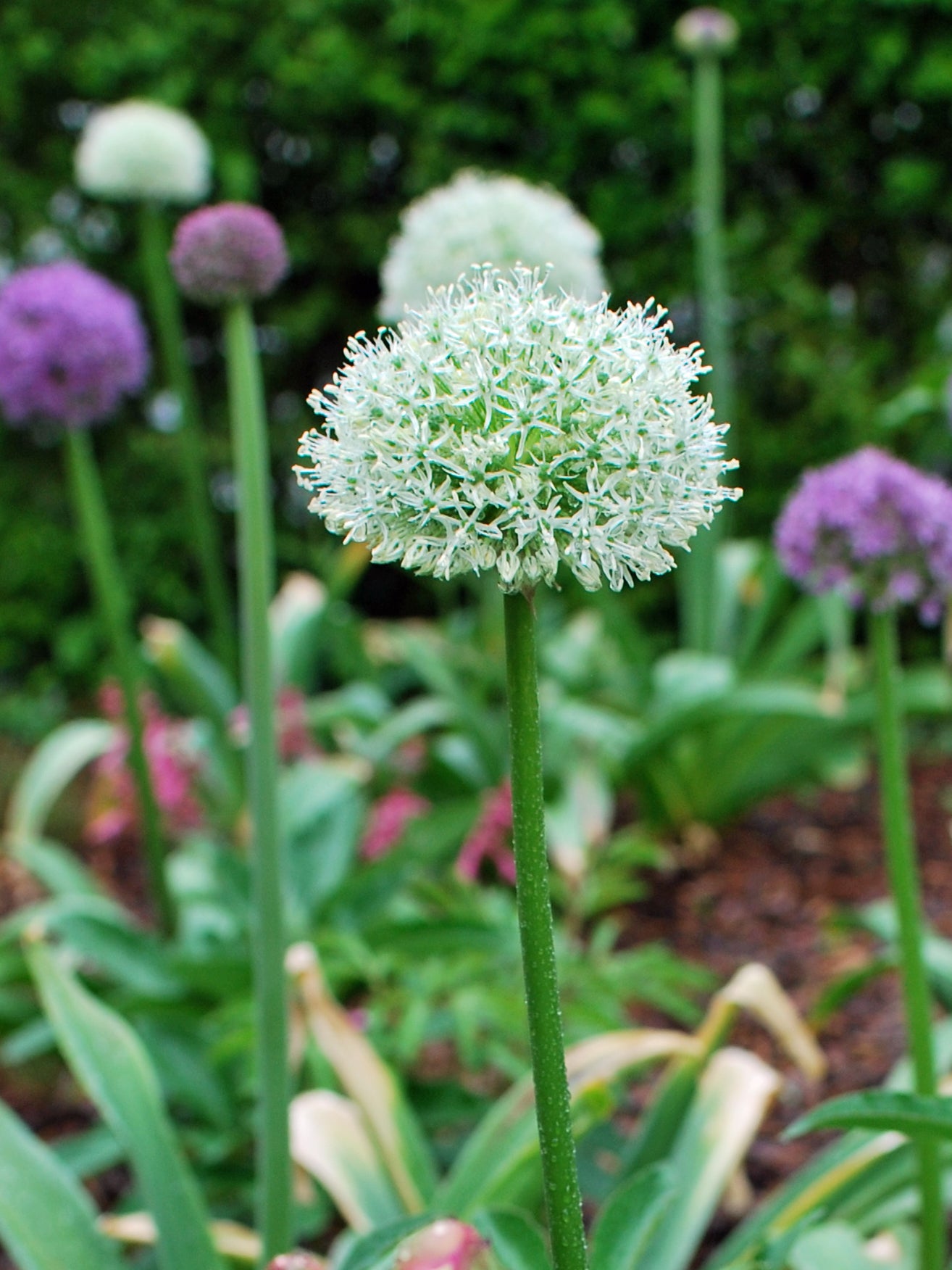 Perennial Farm Marketplace Allium Mt. Everest - Thumbnail 5