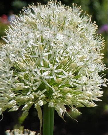 Allium 'White Giant' (Ornamental Onion)
