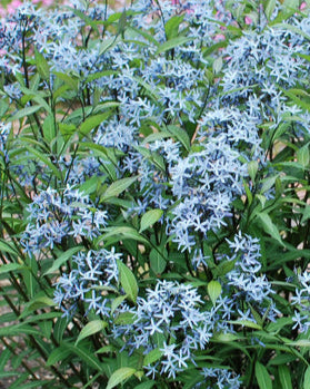 Amsonia tabernaemontana 'Storm Cloud' (Bluestar)