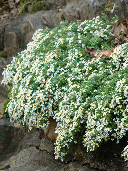Aster ericoides 'Snow Flurry' (White Heath Aster)
