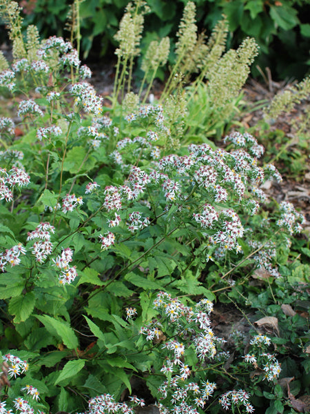 Aster divaricatus (White Wood Aster)