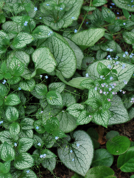 Brunnera macrophylla 'Silver Heart' (Silver Heart Forget-me-not)