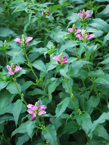 Chelone lyonii 'Hot Lips' (Pink Turtlehead)